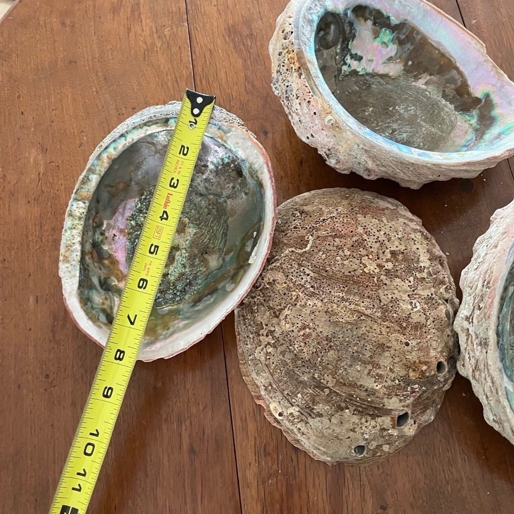 Natural Abalone Large Shell - Picture 8 of 16